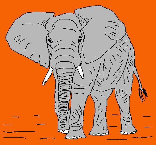 Elefante