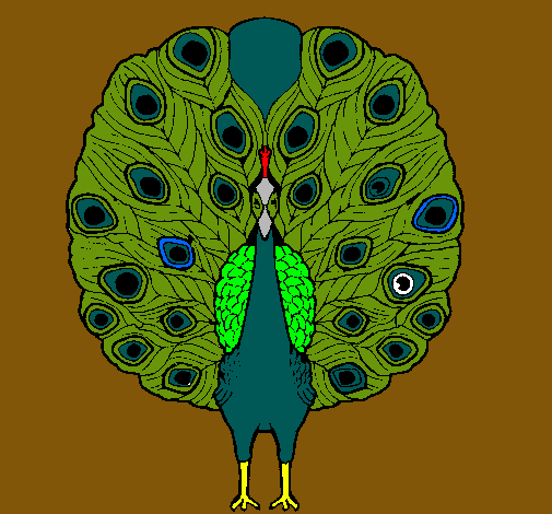 Pavo real