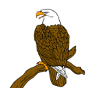 Dibujo Águila en una rama pintado por katryn