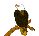 Dibujo Águila en una rama pintado por violeta7