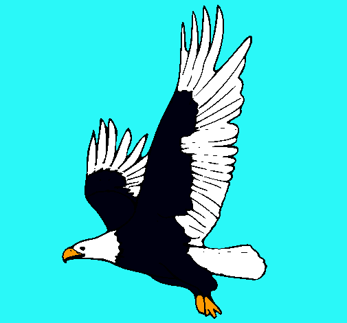 Águila volando