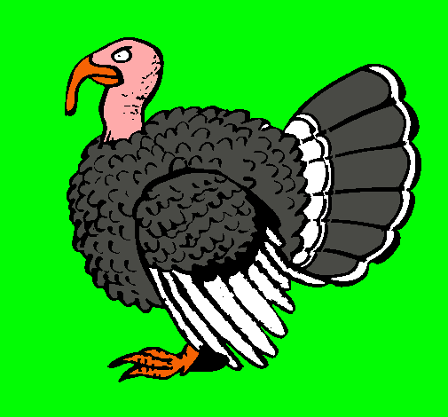 Pavo 