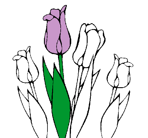 Tulipanes