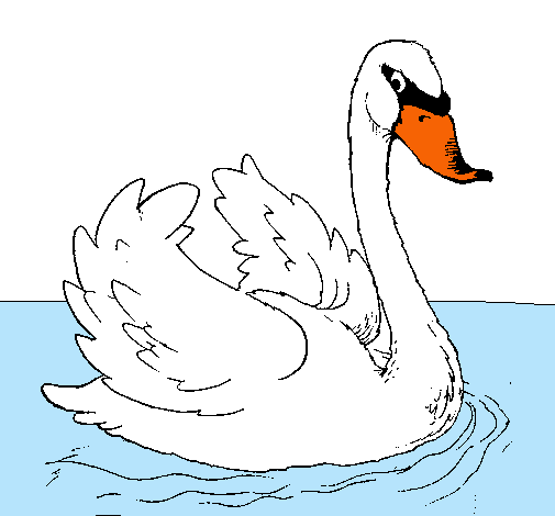 Cisne en el agua