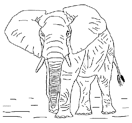 Elefante