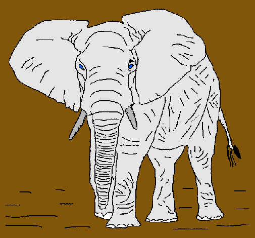 Elefante