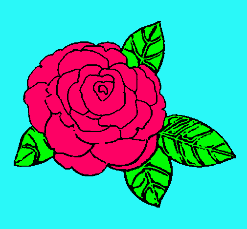 Rosa