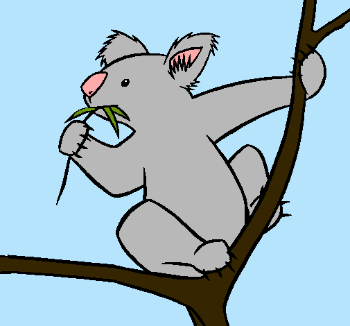 Koala