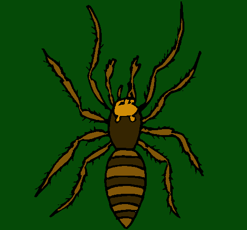 Araña tigre