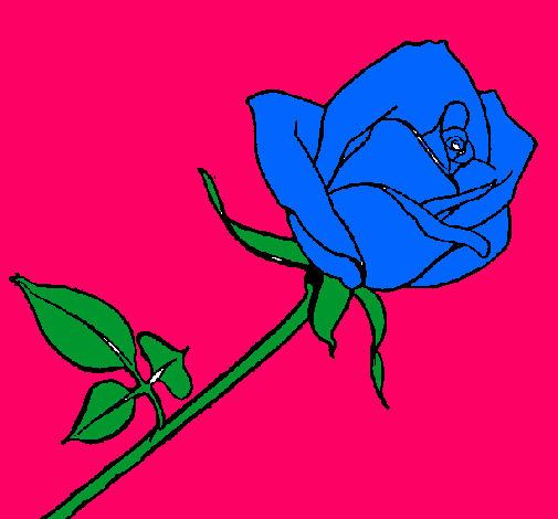 Rosa