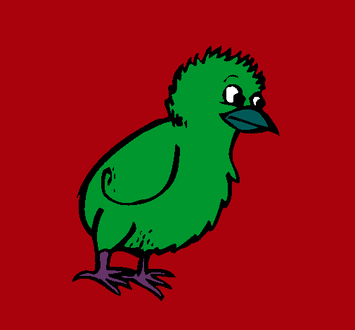 Pollito