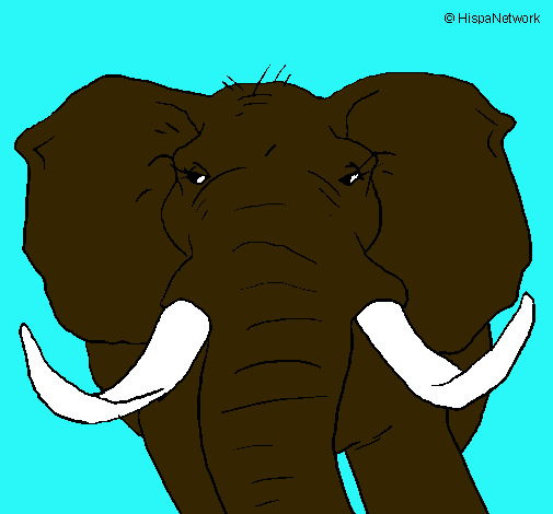 Elefante africano