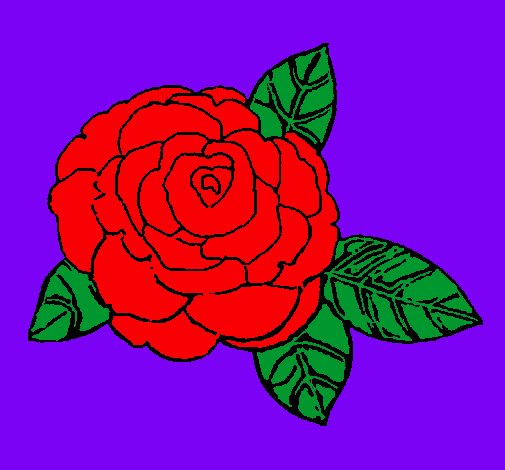 Rosa