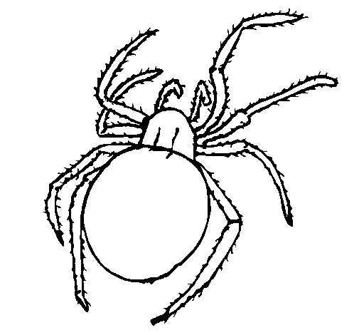 Araña venenosa