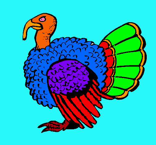 Pavo 