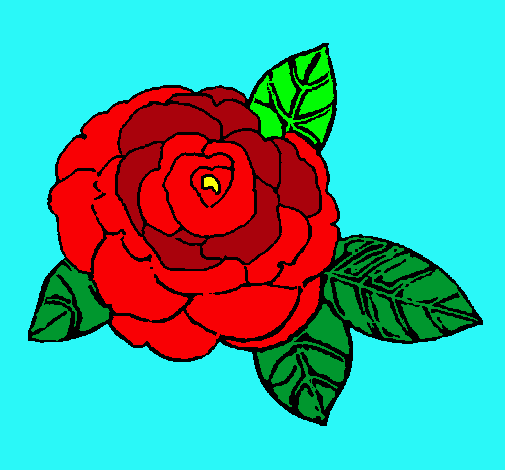 Rosa