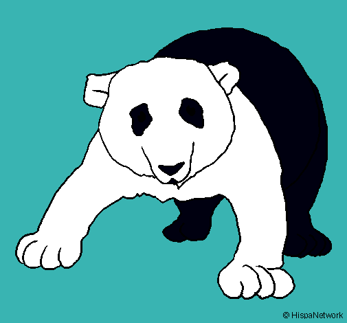 Oso panda