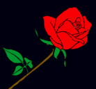 Dibujo Rosa pintado por melida