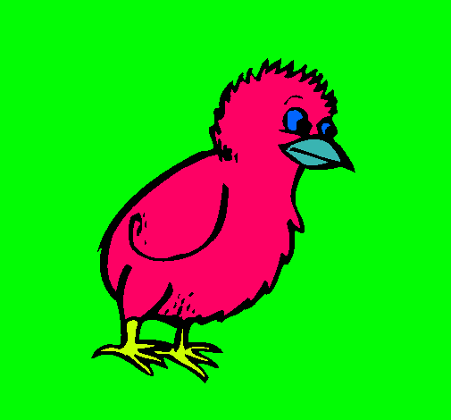 Pollito