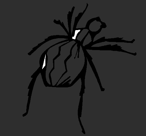 Araña viuda negra