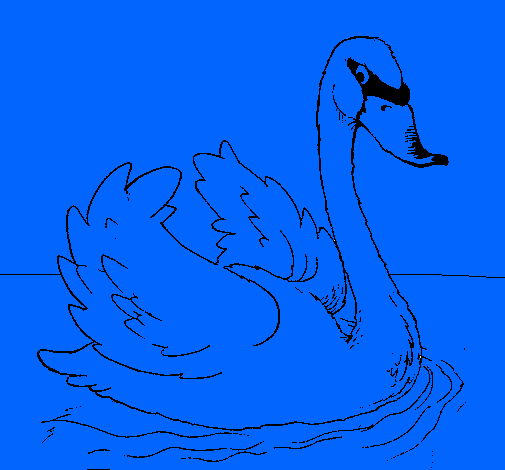 Cisne en el agua