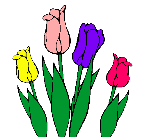 Tulipanes