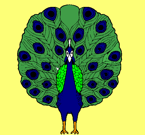 Pavo real