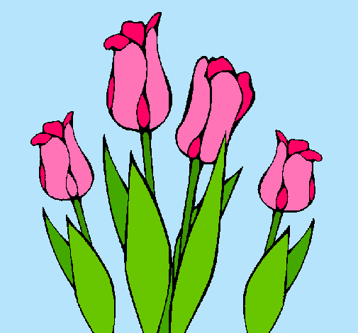 Tulipanes