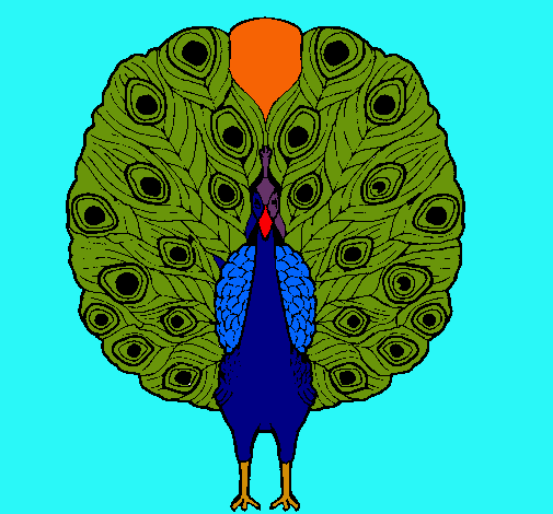 Pavo real