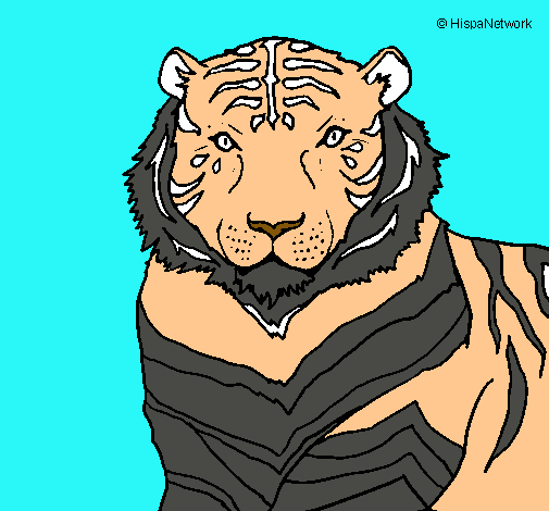 Tigre