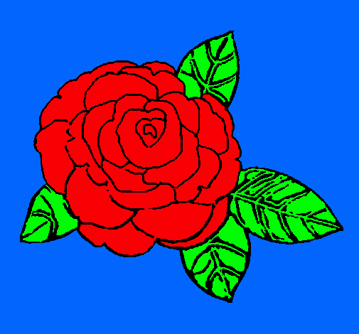 Rosa