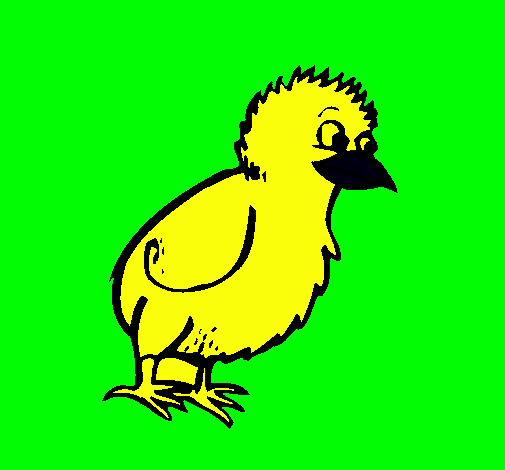 Pollito