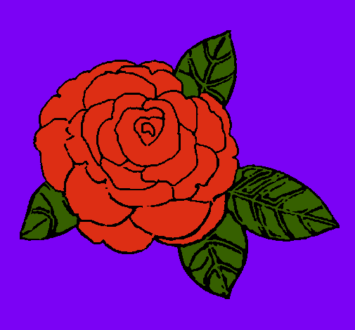 Rosa