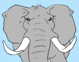 Dibujo Elefante africano pintado por arfwefgvedfg