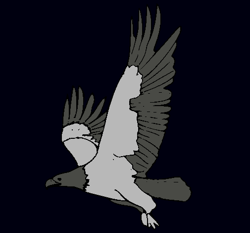 Águila volando