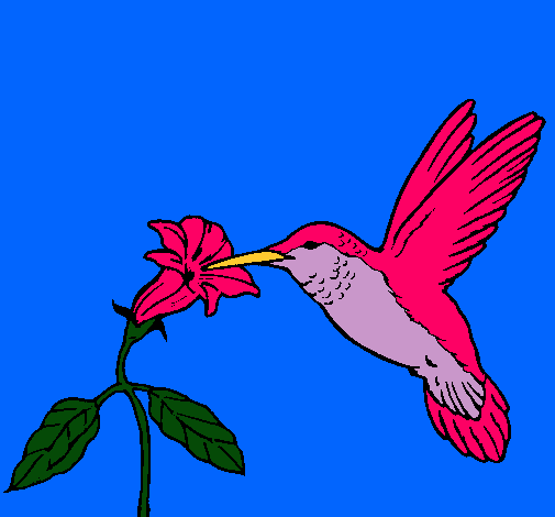 Colibrí y una flor