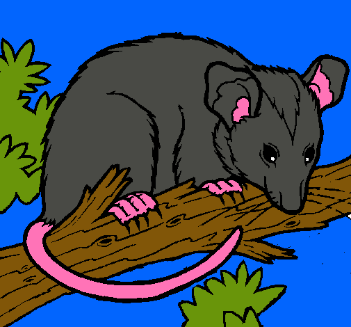 Ardilla possum