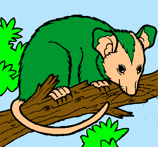 Ardilla possum