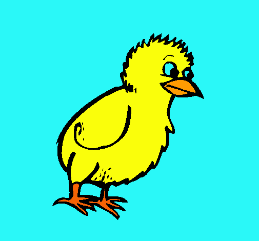 Pollito