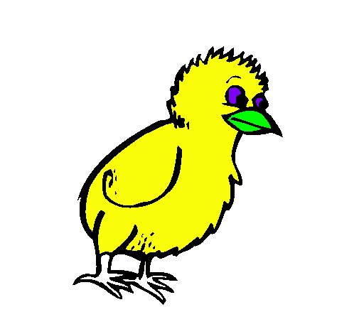 Pollito