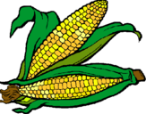 Dibujo Mazorca de maíz pintado por mazorca2000