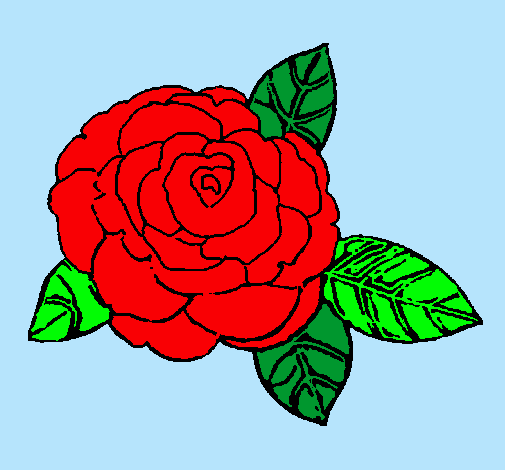 Rosa