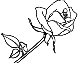 Dibujo Rosa pintado por Crytius