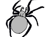 Dibujo Araña venenosa pintado por QIEUN