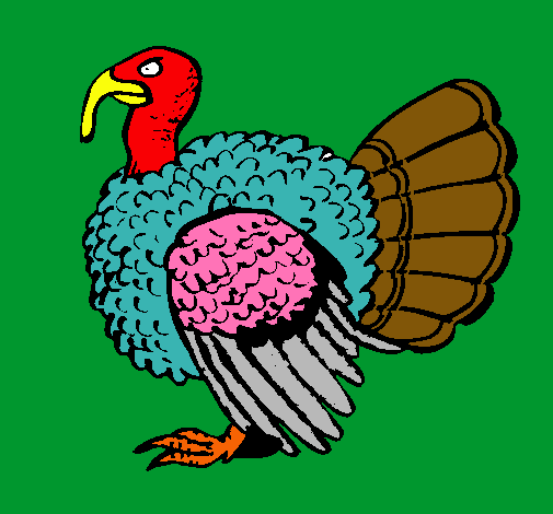 Pavo 