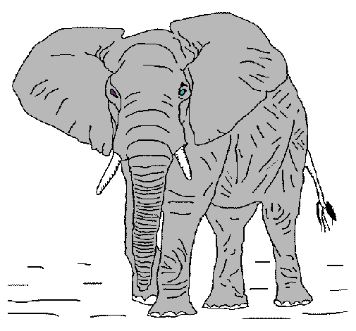 Elefante