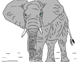 Dibujo Elefante pintado por lfea