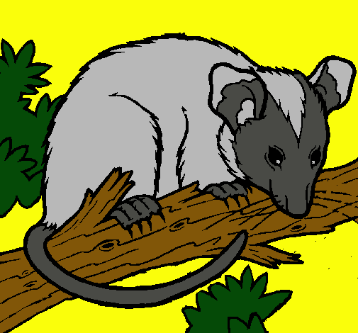 Ardilla possum