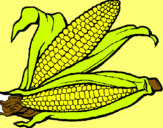 Dibujo Mazorca de maíz pintado por victoriama
