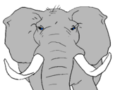 Dibujo Elefante africano pintado por fermees